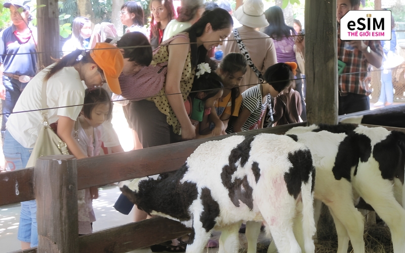 Khám phá Khao Yai đưa trẻ nhỏ hòa mình vào không gian nông trại thiên nhiên đầy thú vị